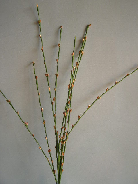 tráva s pecičkovými kvítky - oranžová