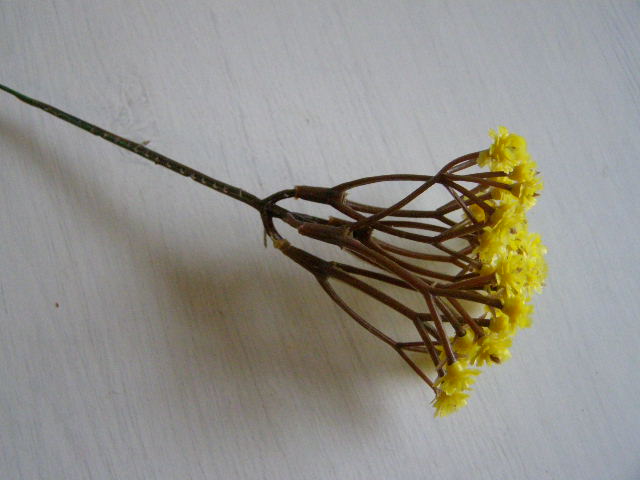 kytička drobných žlutých kvítků