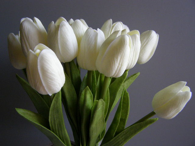 tulipán pěnový - bílý