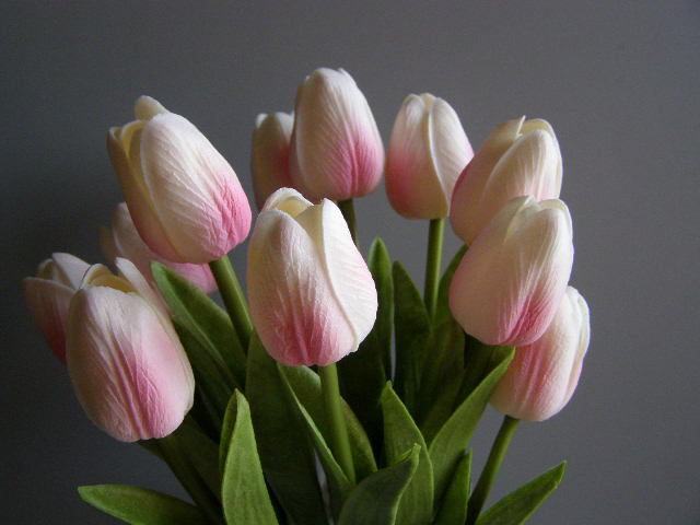 tulipán pěnový - bílorůžový