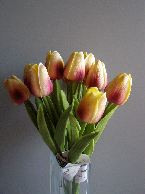 tulipán pěnový - smetanovovínový