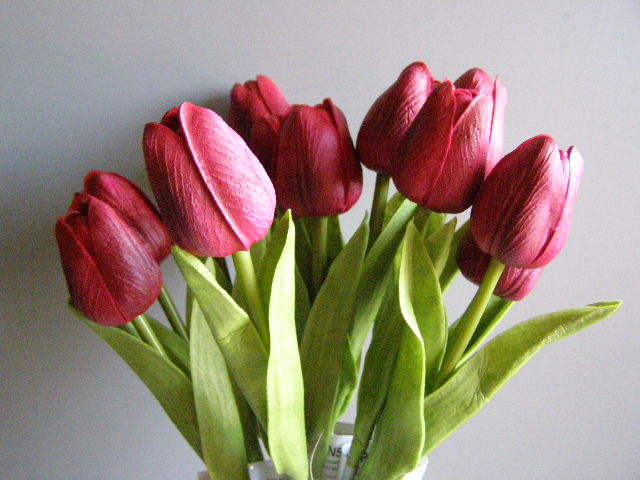 tulipán pěnový - vínová světlejší