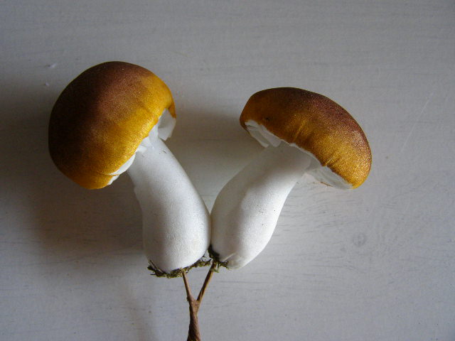 dvojice hříbků - hnědý klobouk