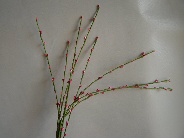 tráva s pecičkovými kvítky - růžová