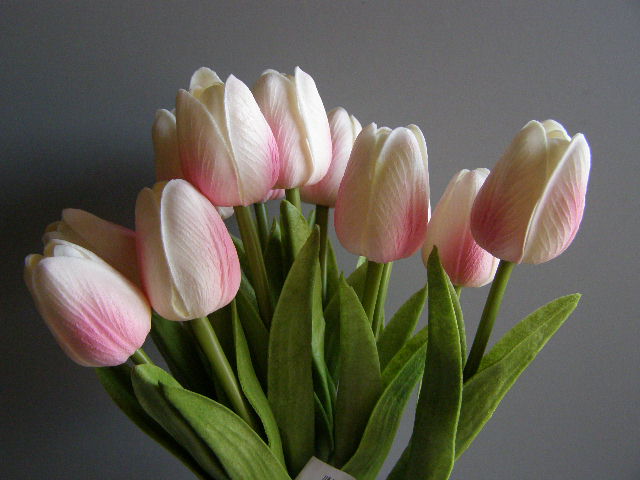 tulipán pěnový - bílorůžový