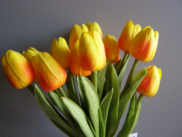 tulipán pěnový - žlutooranžový