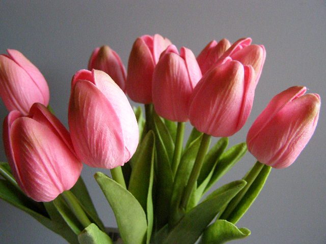 tulipán pěnový - růžový