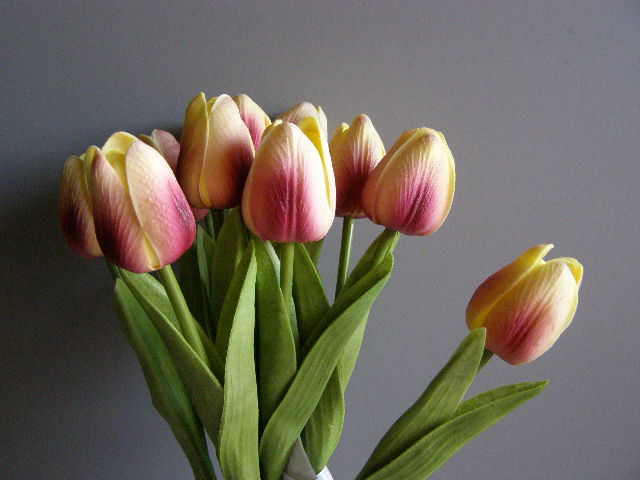 tulipán pěnový - smetanovovínový