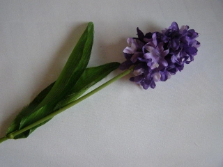 hyacint modrý