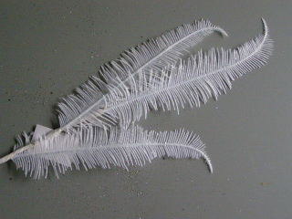 kapradí glitrové - 3 dlouhé listy - bílé