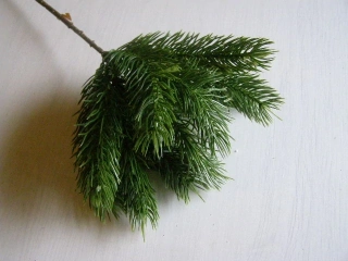 jedlové chvojí - 10 výhonů